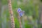 Two Butterflies of the species Golubyanka Latin: Plebeius argus sit on the stem of the plant. Wildlife