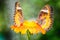 Two Butterfly on Flower (The Malay Lacewing)