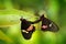 Two butterfly mating. Common Mormon, Papilio polytes, beautiful butterfly from Costa Rica and Panama in nature green forest habita