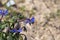 Two butterfly specimens lampides boeticus on borage flower