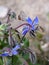 Two butterfly specimens lampides boeticus on borage flower