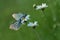 two butterflys Aporia cratagi in the dew on a daisy in the early morning