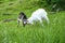 Two butting goat kids in green meadow. Pair of little goatling playing in summer pasture