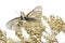 Two cabbage butterflies sit on a flowering shrub on a white background.