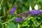 Two cabbage white butterflies - Pieris Brassicae - sitting on violet flowering butterfly bush - Buddleja davidii