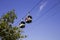 Two cable cars in motion in the air with