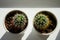 Two cacti in ceramic pots on the windowsill