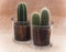Two cacti in pots