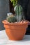 Two cactus's in a pot with melting snow on them 