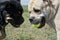 Two cadebo dogs share a ball
