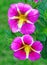 Two  Calibrachoa, mini Petunias in Spring garden