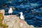 Two California gulls on a rock, Pacific Grove, Monterey bay