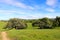 Two California Oaks in Spring