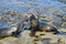 Two california sea lions fighting in LaJolla California