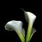 Two Calla Lilies on Black