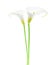 Two Calla Lily flowers on white background