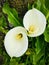 Two Calla lilys. Top down view of a calla lily