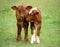 Two Calves