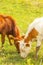 Two calves eat fresh green grass on a countryside field