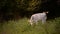 Two calves in the garden grazing the green grass at the evening