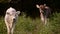 Two calves in the garden grazing the green grass at the evening