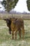 Two calves looking at camera