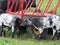 Two calves near a farm feed wagon in a field