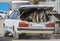 Two calves are standing in the trunk of an old passenger car