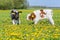 Two calves together in flowering dutch meadow