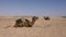 Two camel with one hump lying on sand in desert. Brown dromedary camel in Sahara