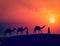 Two cameleers with camels in dunes of Thar deser