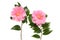 Two Camellia flowers