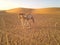 Two camels in a desert during the day