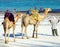 Two Camels on Diani Beach with their keeper with white sand and blue sea, Kenya