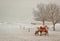 Two camels at Dunhuang desert , China