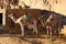 Two camels are near the home in the mountains