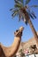 Two camels portrait, palm tree