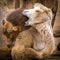 Two camels portraits in nature