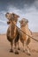 Two camels posing in the desert, Inner-Mongolia, China