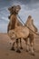 Two camels posing in the desert, Inner-Mongolia, China