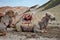 Two camels with Rainbow Mountains in Gansu province in China in the backgound.