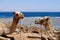Two camels at Sinai Red Sea beach.
