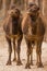 Two camels standing safari park