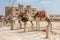 Two camels waiting for tourists in Egypt