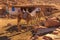 Two camels are waiting for tourists to bring them to the top of the Mount Sinai Mount Horeb, Gabal Musa.