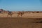 Two camels are walking on the Sahara desert, Chad