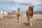 two camels walking towards the camera