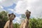 Two camels in a zoo