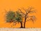 Two camelthorn tree against an orange dune background. First green and alive and second dry and dead. Sossusvlei, Namib