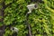 Two cameras CCTV on the facade of building with green leaves on street, security in the city. Covert shooting of what is happening